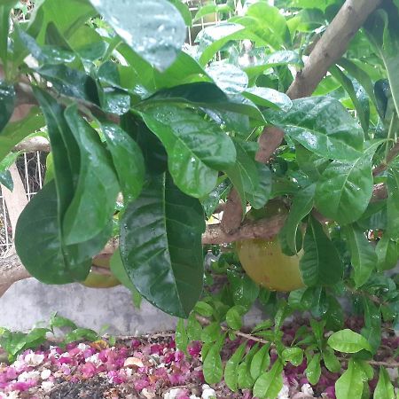 Gites De Corneille, Bungalow Sweet Mango 勒穆莱 外观 照片