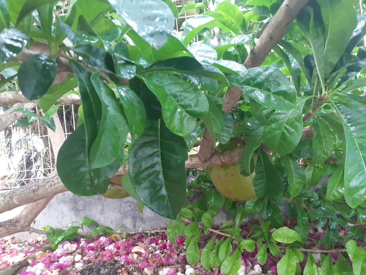Gites De Corneille, Bungalow Sweet Mango 勒穆莱 外观 照片
